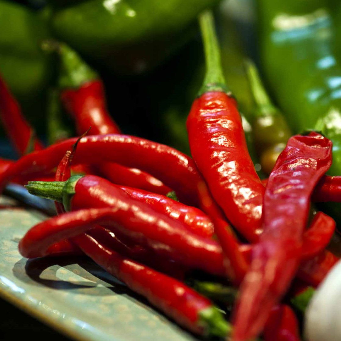 Chilipeber Westlandse Lange Rode Øko