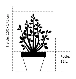 Prunus Serrula, Flerstammet