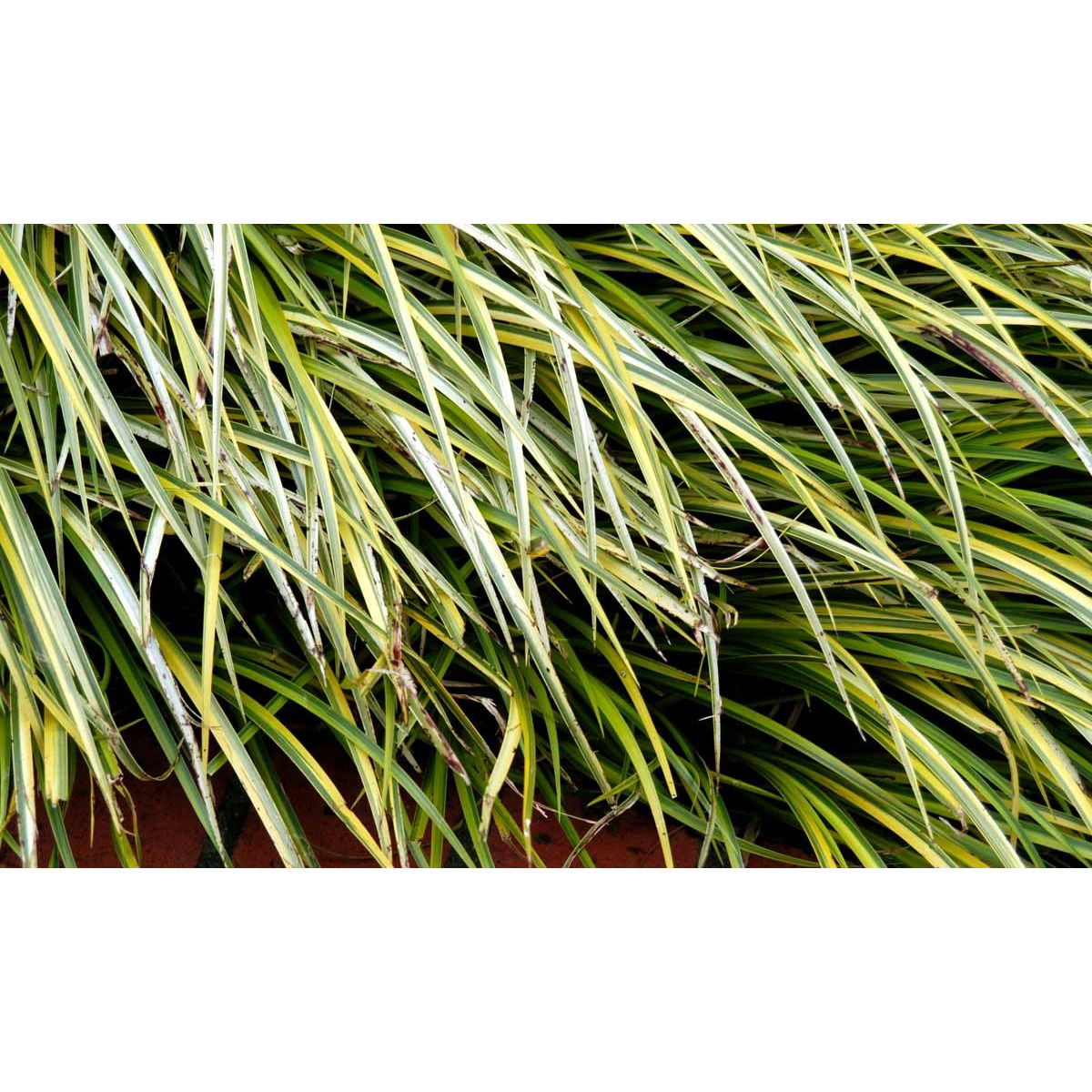 Kalmus &apos;Ogon&apos;