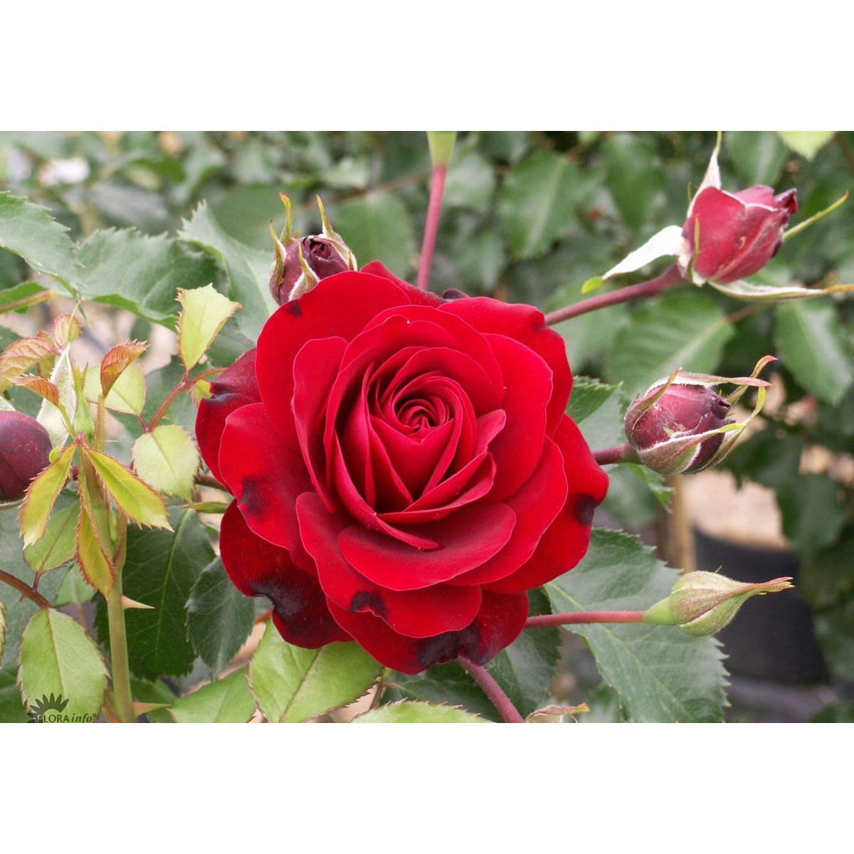 &apos;Balmoral Palace®&apos;