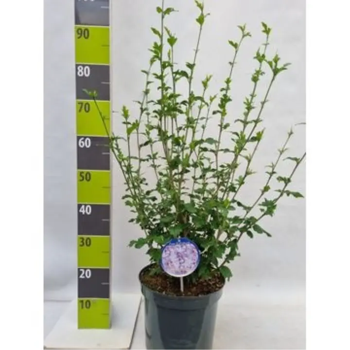 Syrisk Rose 'Lavender Chiffon' (R)