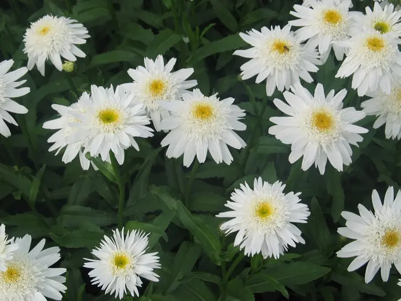 Kæmpemarguerit 'Wirral Supreme' - Potte 1 liter