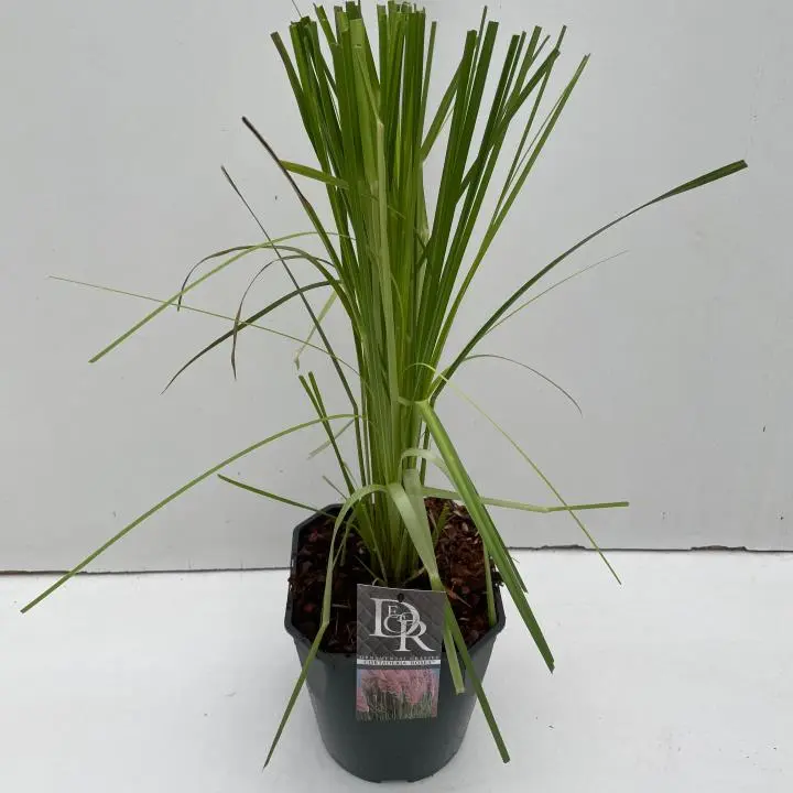Pampasgræs 'Rosea' - Potte 5,0 liter