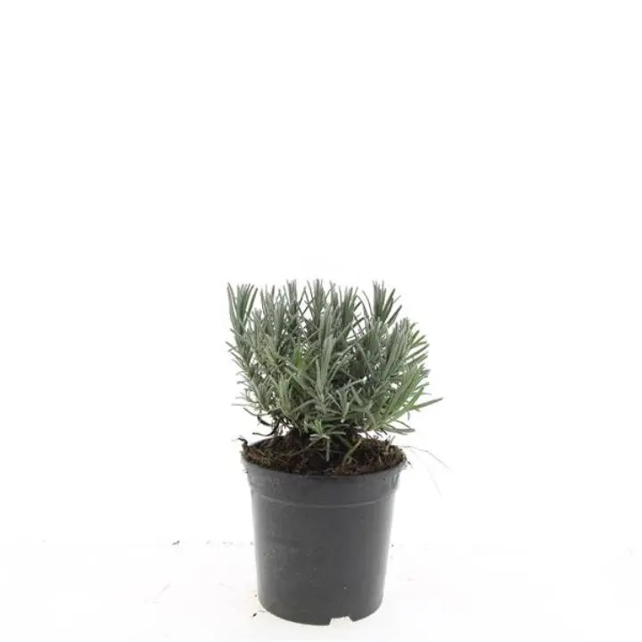 Lavendel 'Munstead' - Potte 1,5 liter