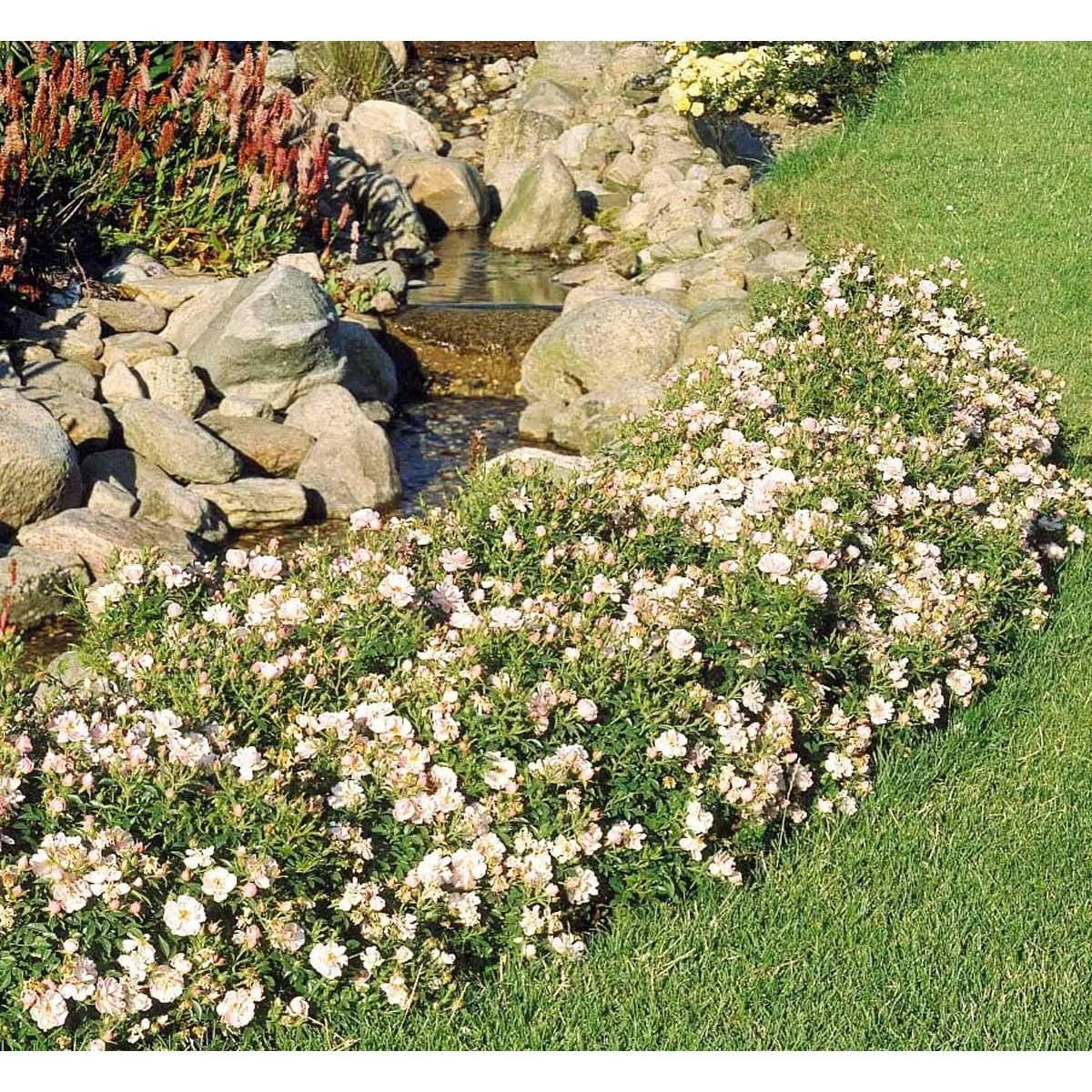 &apos;Gentle Cover&apos;®