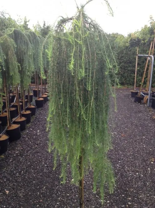 Larix kaempferi Stiff Weeping, Japansk Lærk Stiff Weeping,