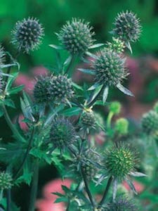 Eryngium planum, Russisk mandstro, Populærnavn:&amp;#160; Russisk Mandstro Placering:&amp;#160; Fuld sol - i sandet eller alm. havejord. Blomstring:&amp;#160; Juli-september Farve:&amp;#160; lillablå Højde:&amp;#160; 80 cm Anvendelse:&amp;#160; I staude-