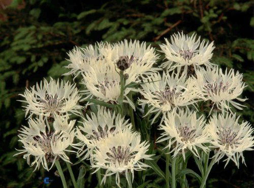 Centaurea montana Alba, Bjerg-Knopurt Alba, Kraftig staude, 50-60 cm Stive stængler og store, himmelblå, rosa eller hvide blomster, der minder om kornblomster i juni-juli Plantes i fuld sol gerne på tør jord