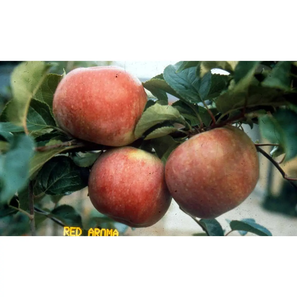 Æble &#39;Amorosa&#39; - Dværgtræ, 3-5 grene, Potte 6,7 liter 80-100 cm.