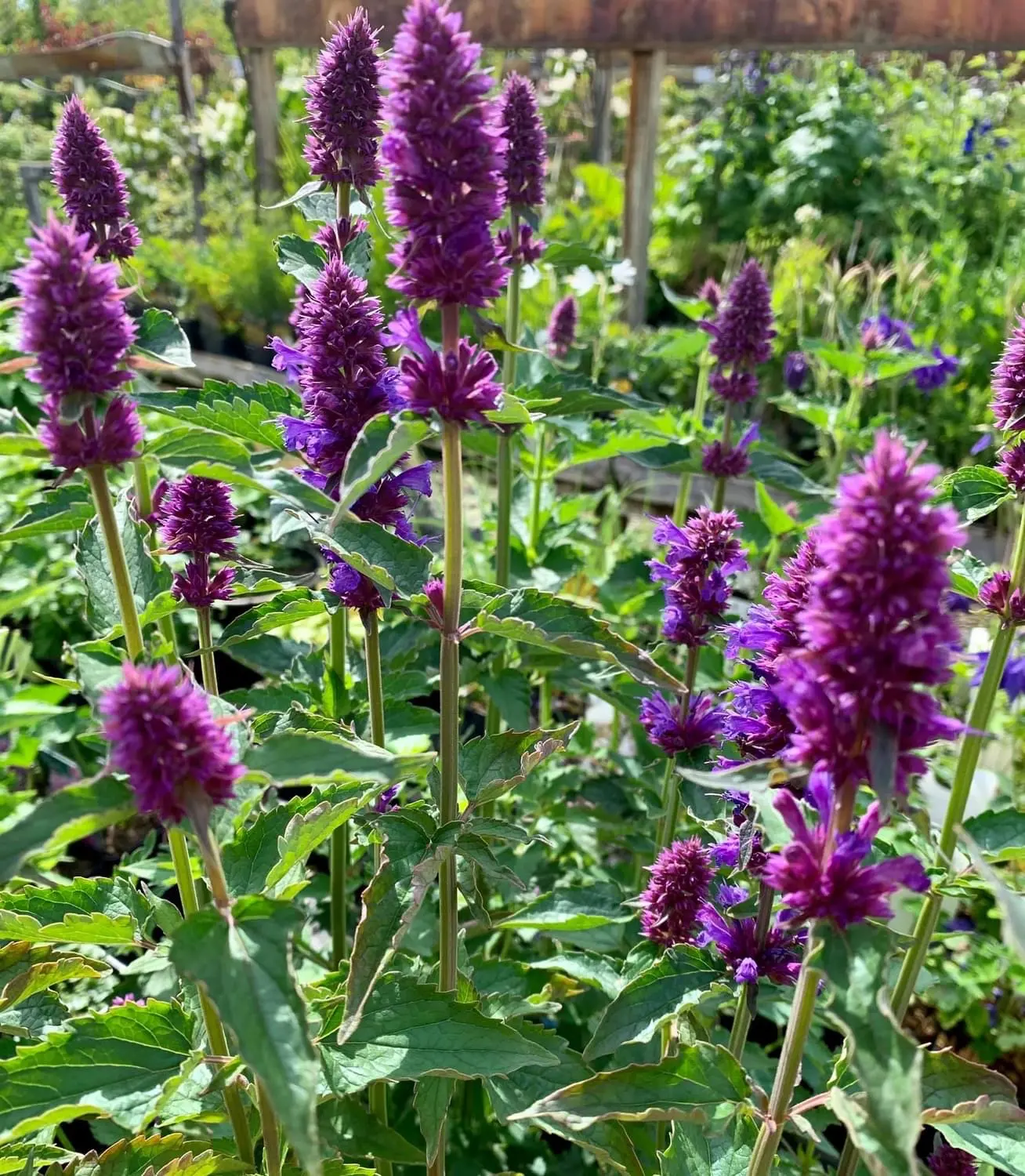 Anisisop 'Beelicious Purple' - Potte 1 liter