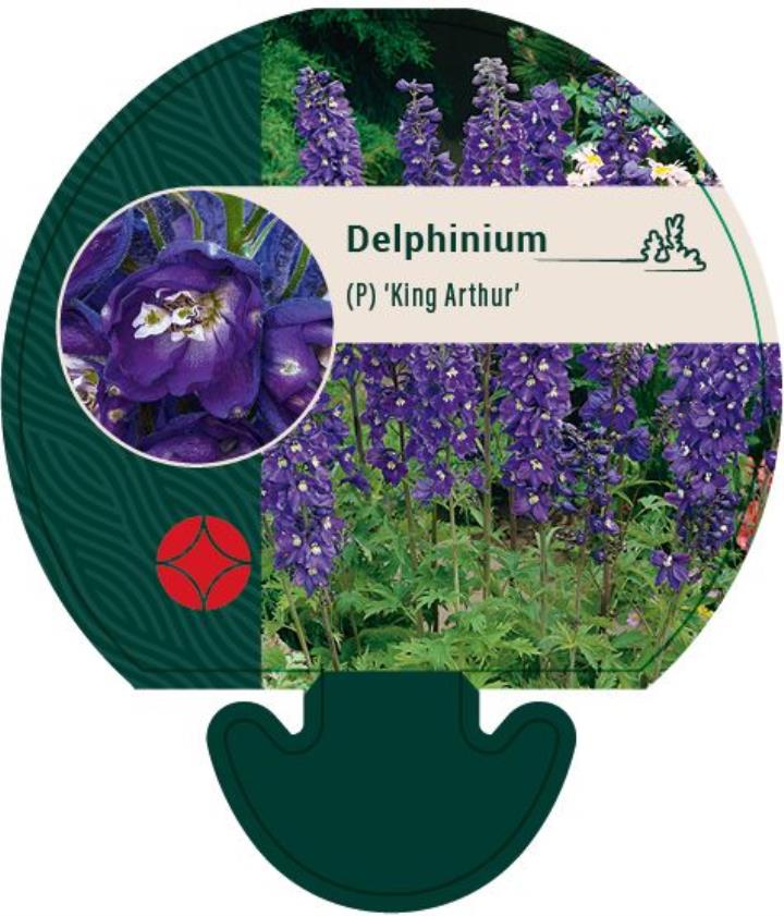 Ridderspore 'King Arthur' - Potte 0,8 Liter