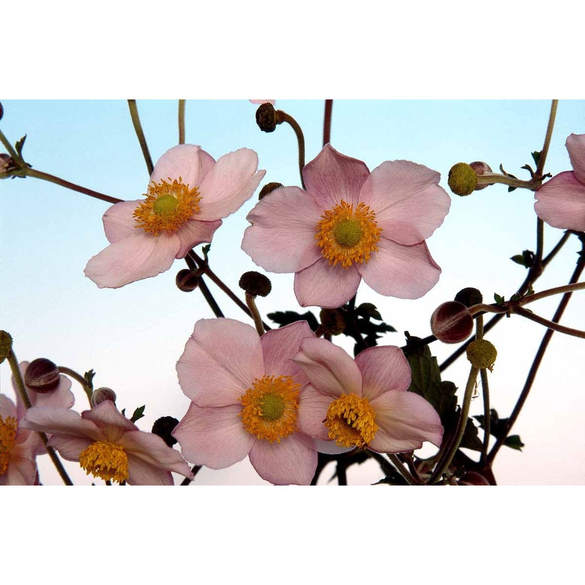 Høstanemone &apos;Königin Charlotte&apos;