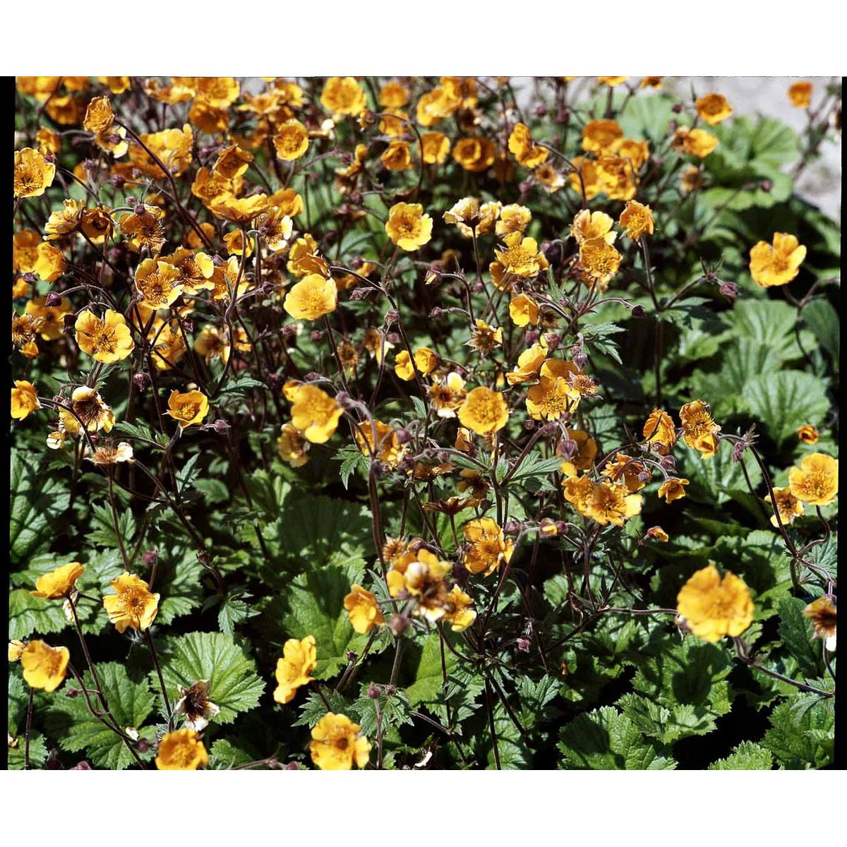 Nellikerod &apos;Carlskær&apos;