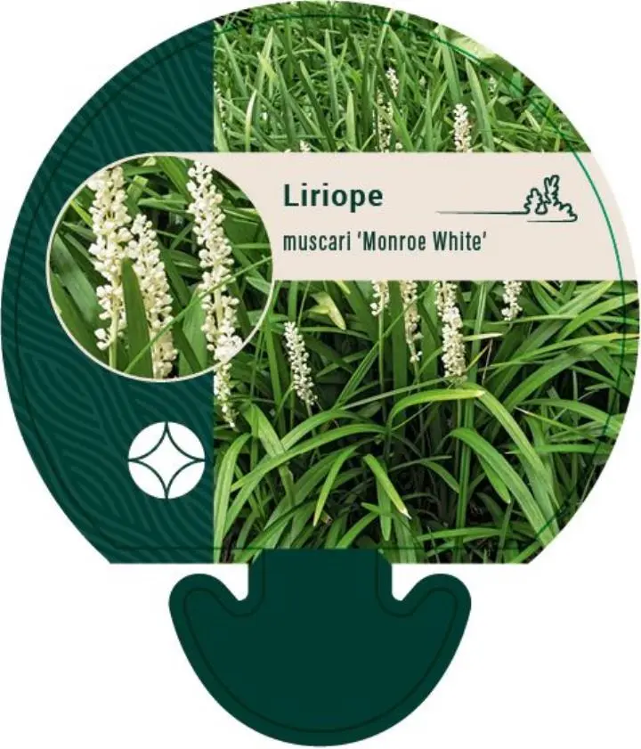 Japansk Skilla 'Monroe White' - Potte 0,8 Liter