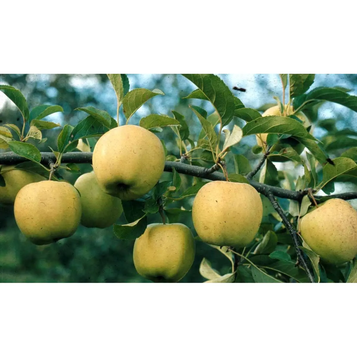 Æble &#39;Golden Delicious&#39; - Havefrugttræ Potte 7,5 liter 150-175 cm