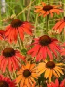 Solhat &apos;Hot Summer&apos;