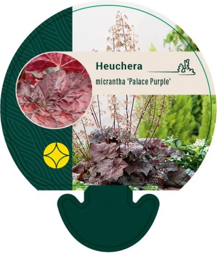 Alunrod 'Palace Purple' - Potte 0,8 Liter