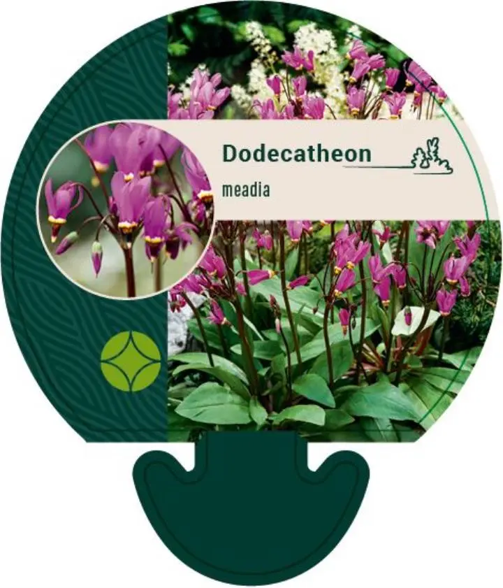 Gudeblomst - Potte 0,8 Liter