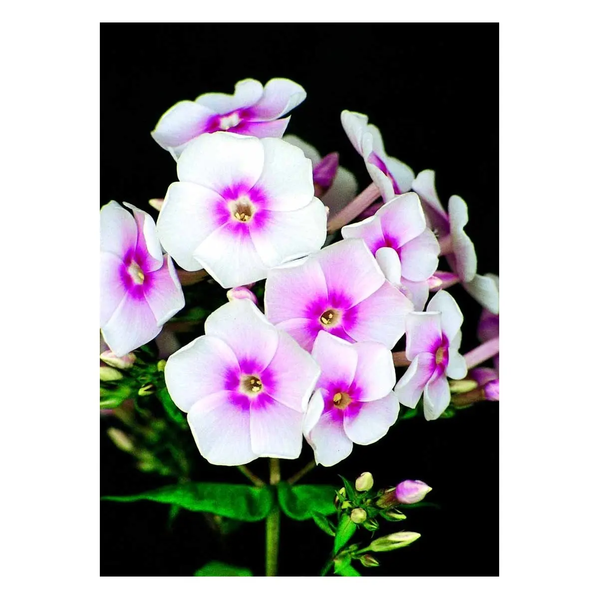 Høstfloks &apos;Europa&apos;