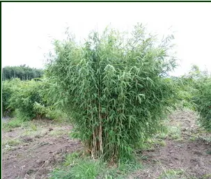 Gul Bambus &apos;Dino&apos;