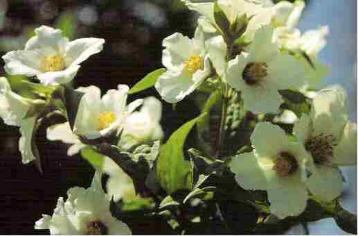Philadelphus lemoinei &apos;Erectus&apos;, Dufts Jasmin &apos;Erectus&apos;,