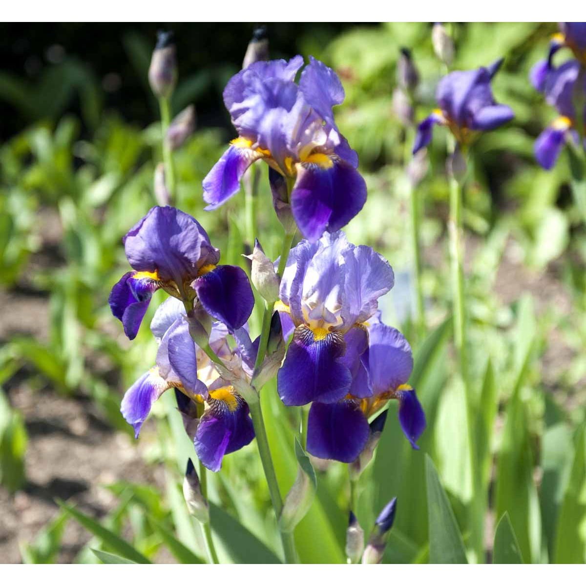 Haveiris &apos;Superstition&apos;