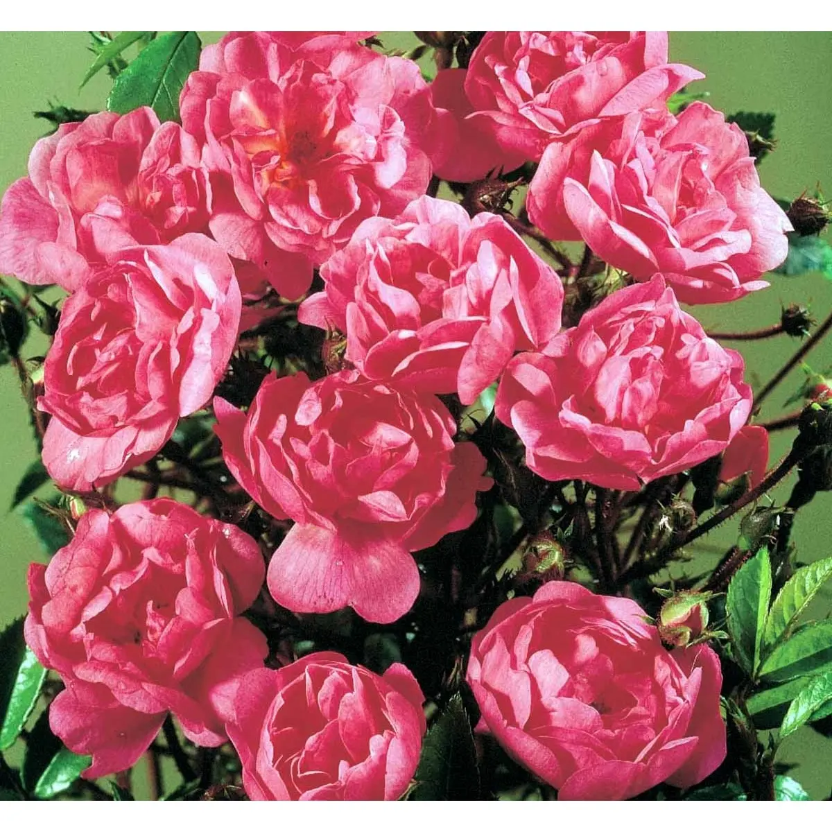 &apos;Lavender Cover&apos;®