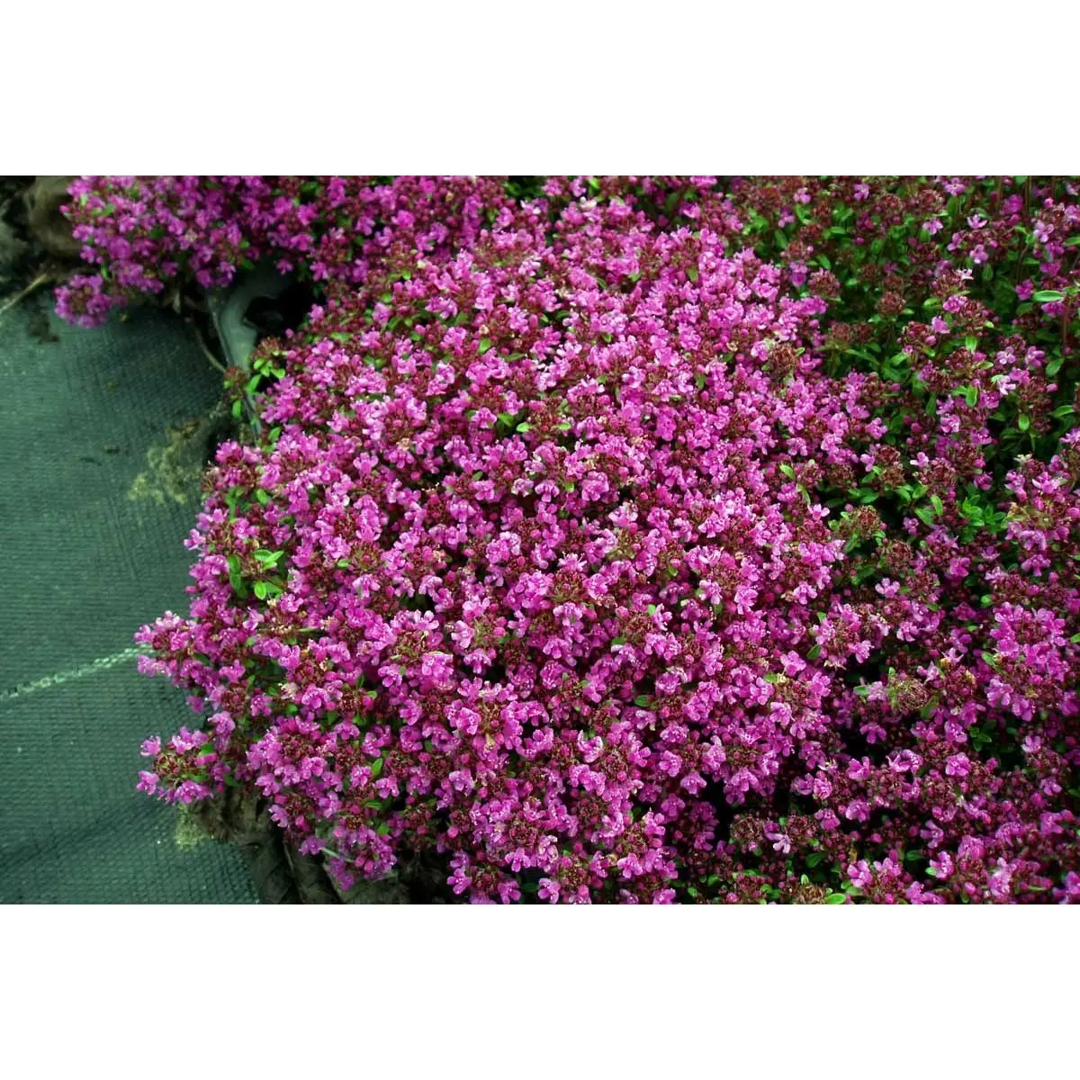Smalbladet Timian 'Coccineus' - 10 cm. Potte