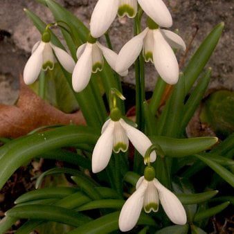 Vintergækker 'Elwesii'