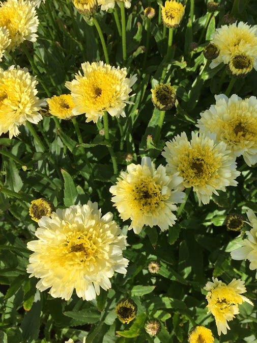 Kæmpemarguerit &apos;Luna&apos;