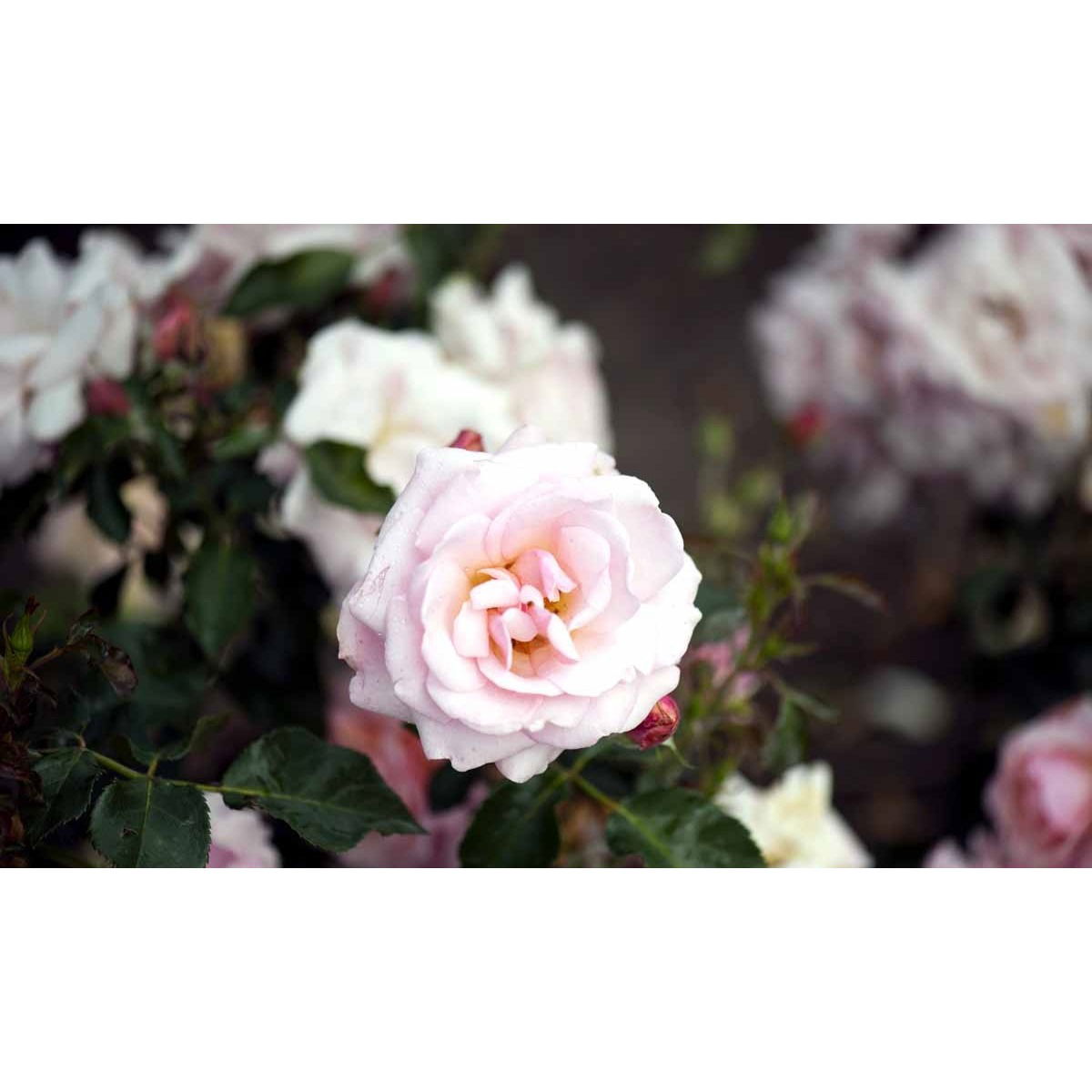 &apos;Rosenborg&apos;™