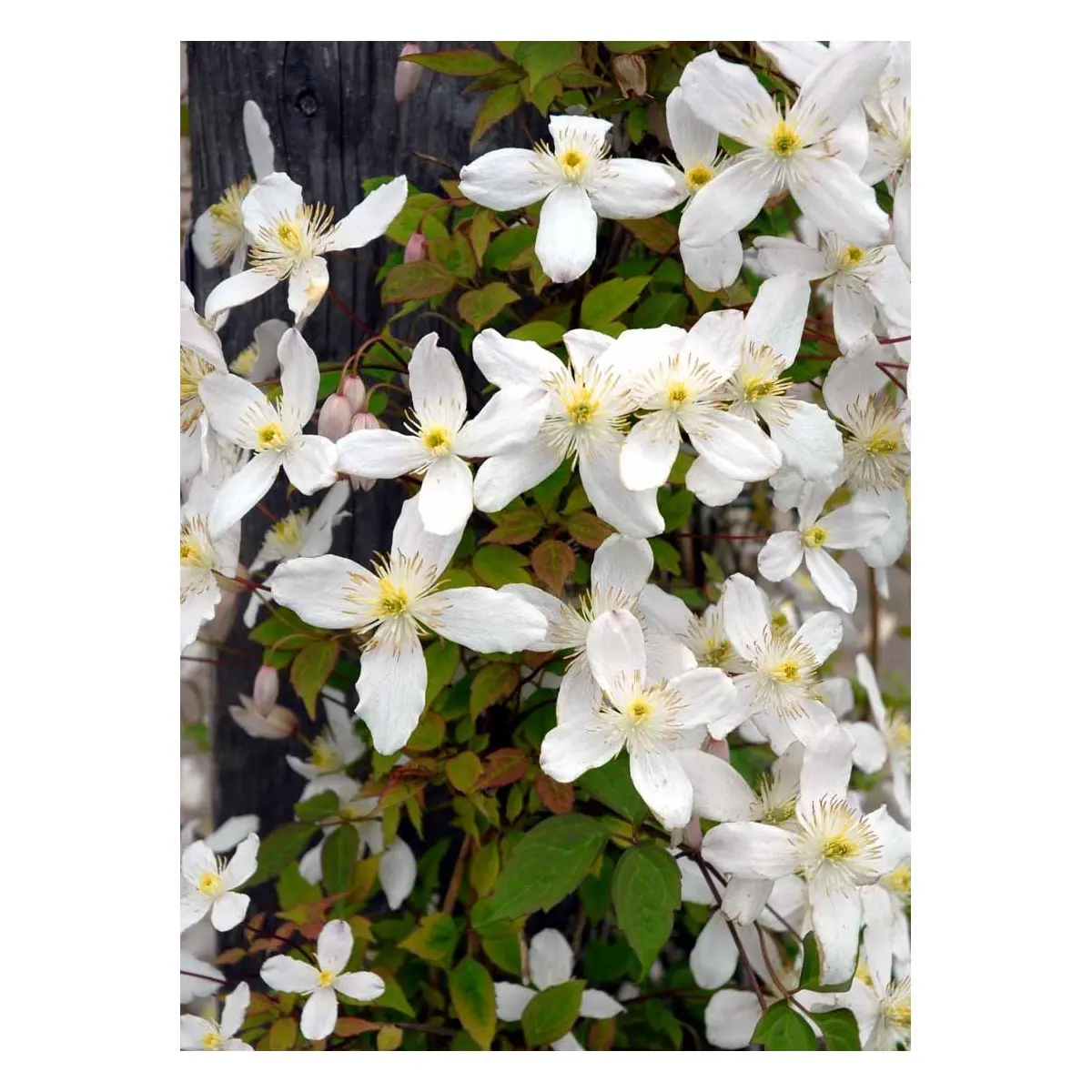 Bjerg-Skovranke &apos;Grandiflora&apos;