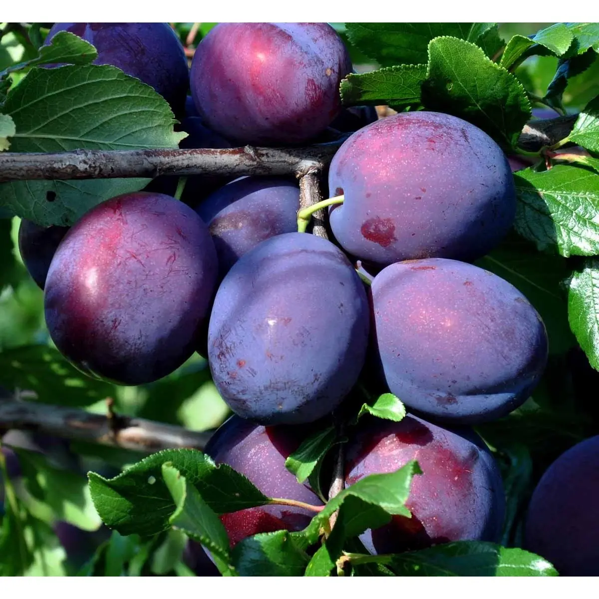 BLOMME &#39;PRESIDENT&#39; - Havefrugttræ Potte 7,5 liter 150-175 cm