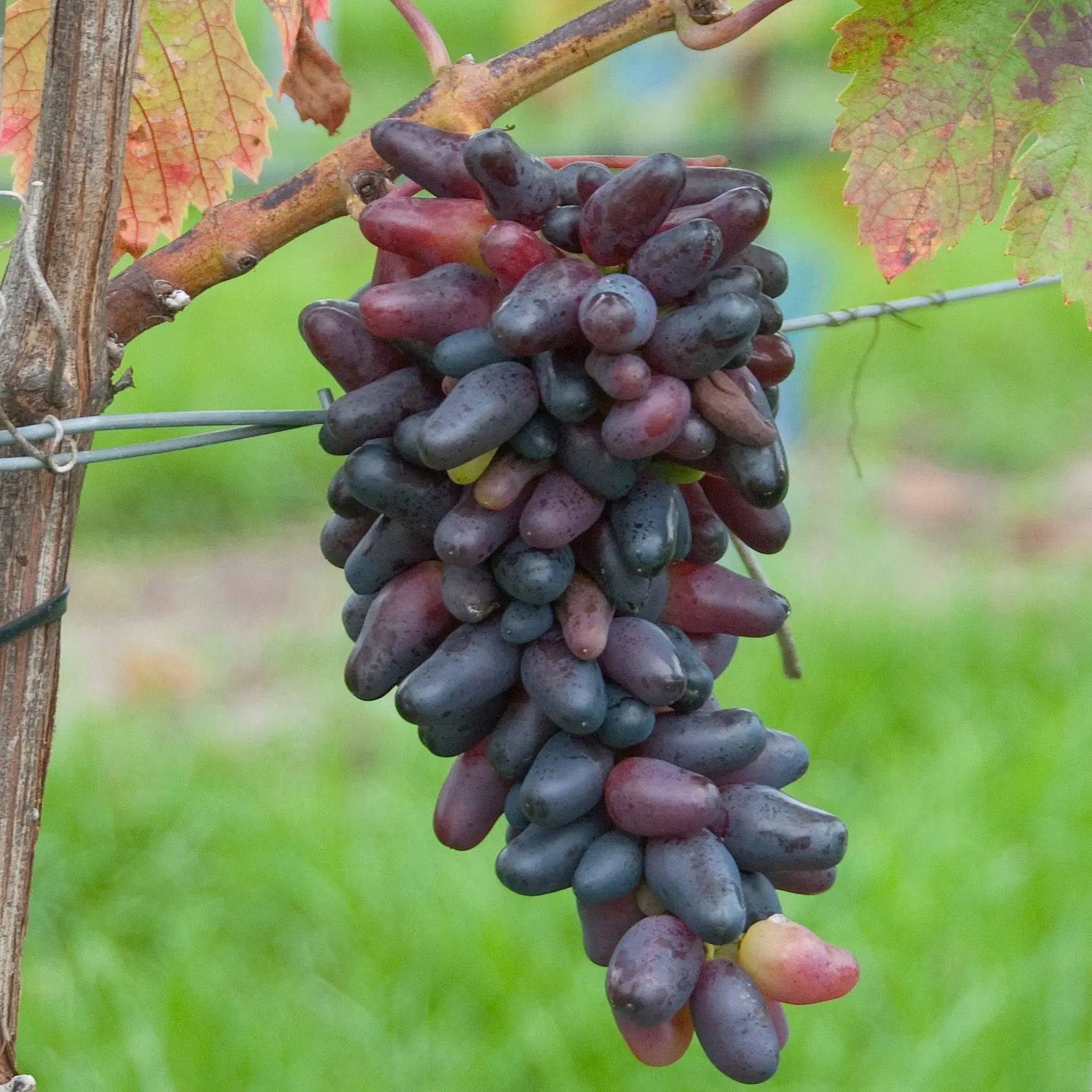 Vin &#39;Datteltraube&#39; - Potte 3,0 liter 80-100 cm.