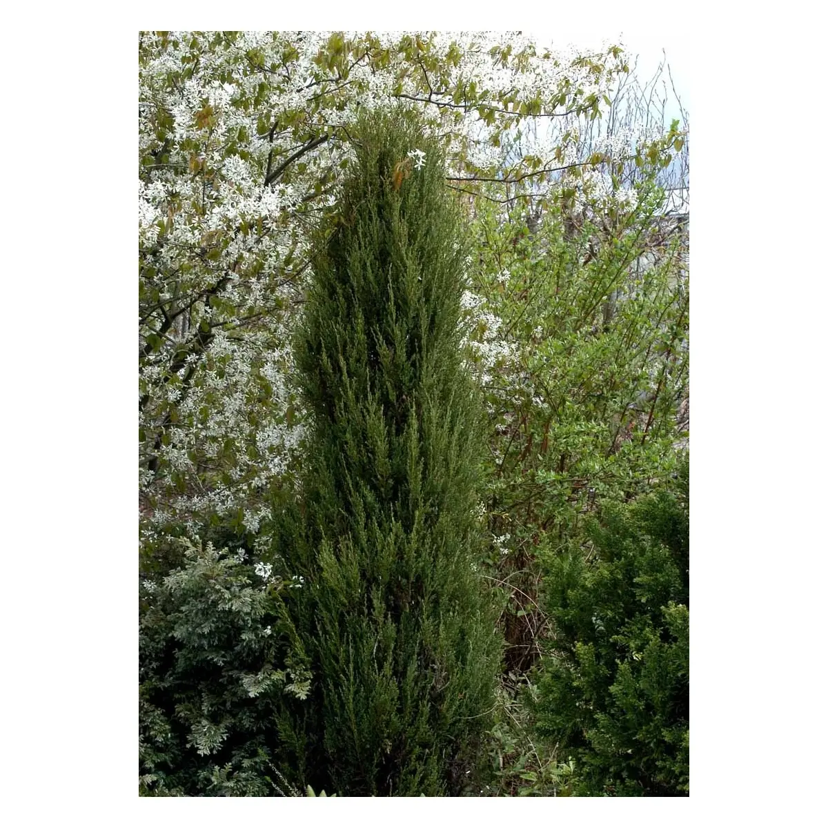 Blyants Enebær &apos;Blue Arrow&apos;