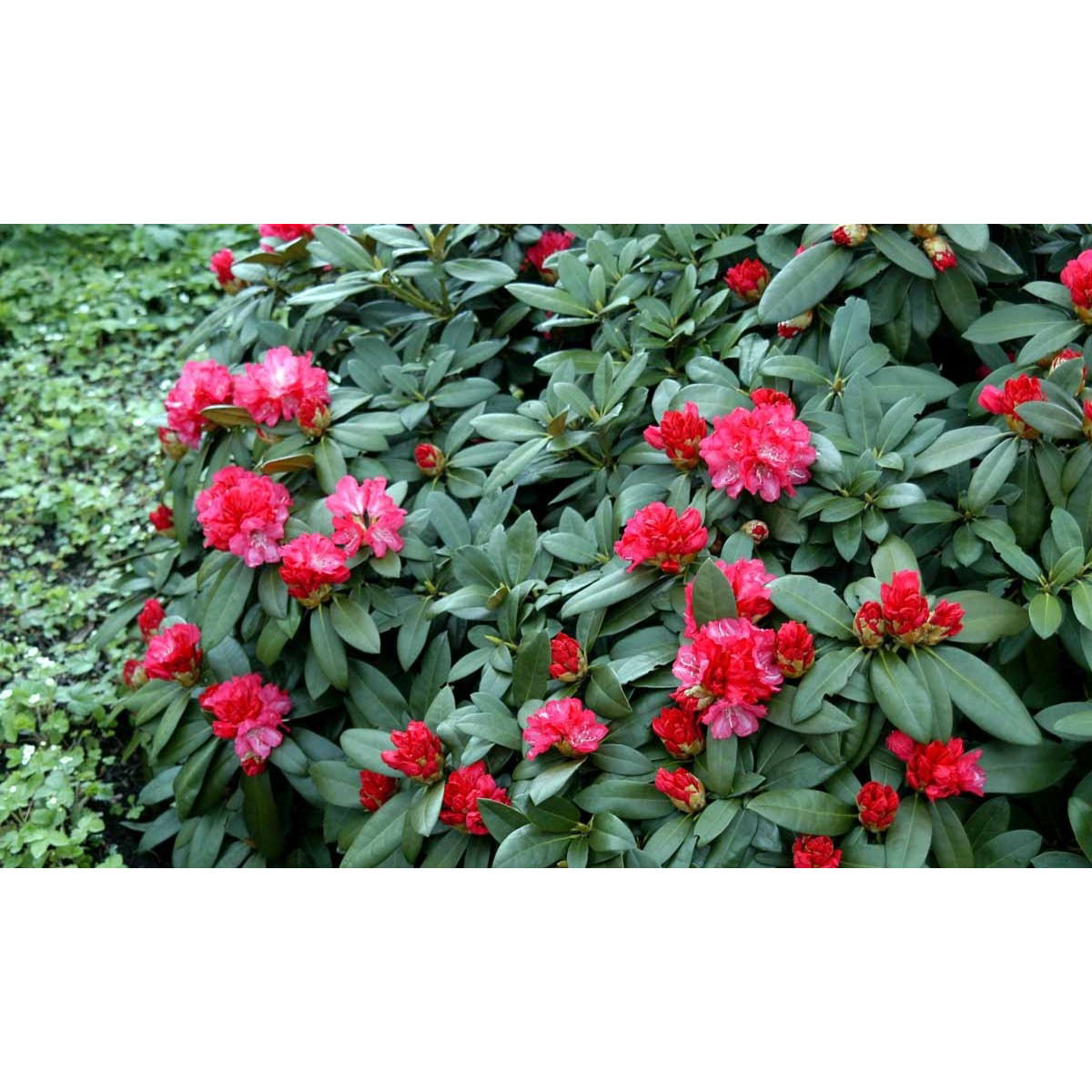 &apos;Anuschka&apos;