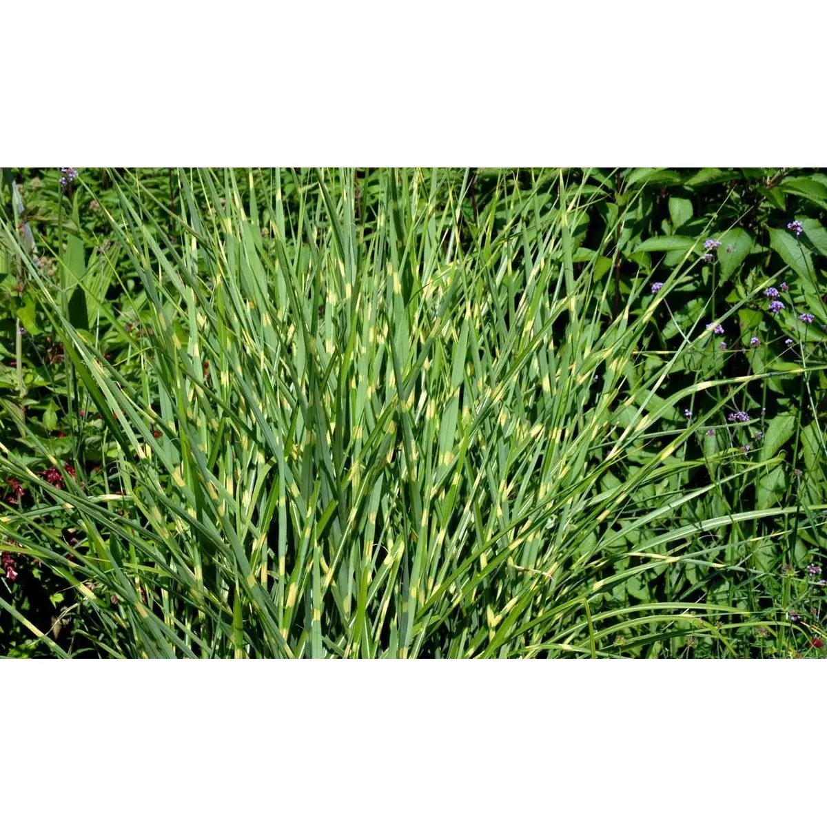 Zebragræs &apos;Strictus&apos;