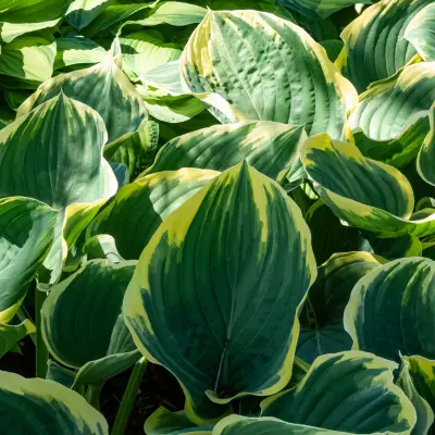 Hosta