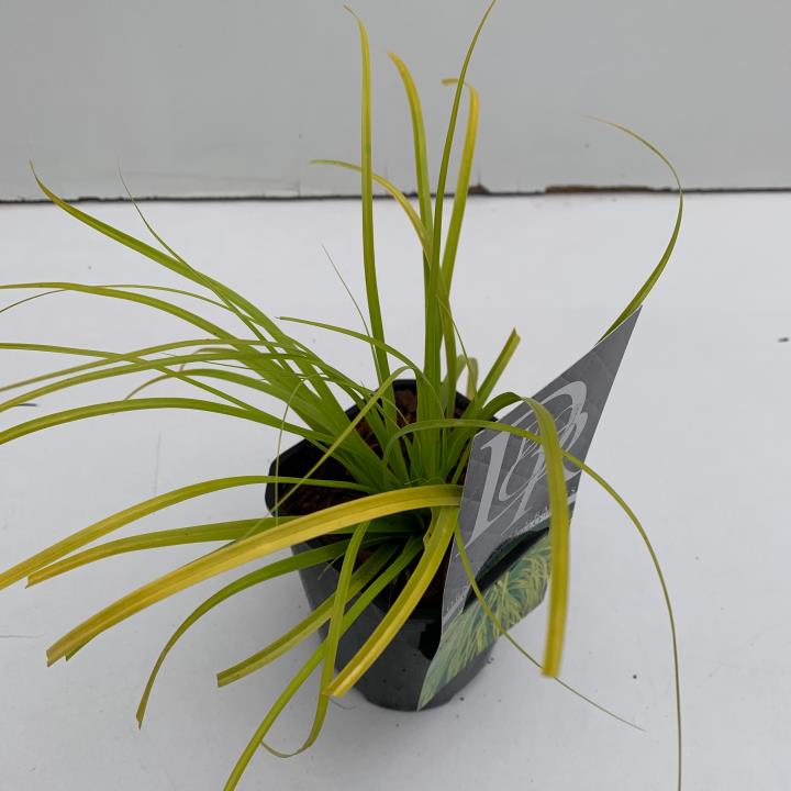 Star 'Everillo' - Potte 1,0 liter