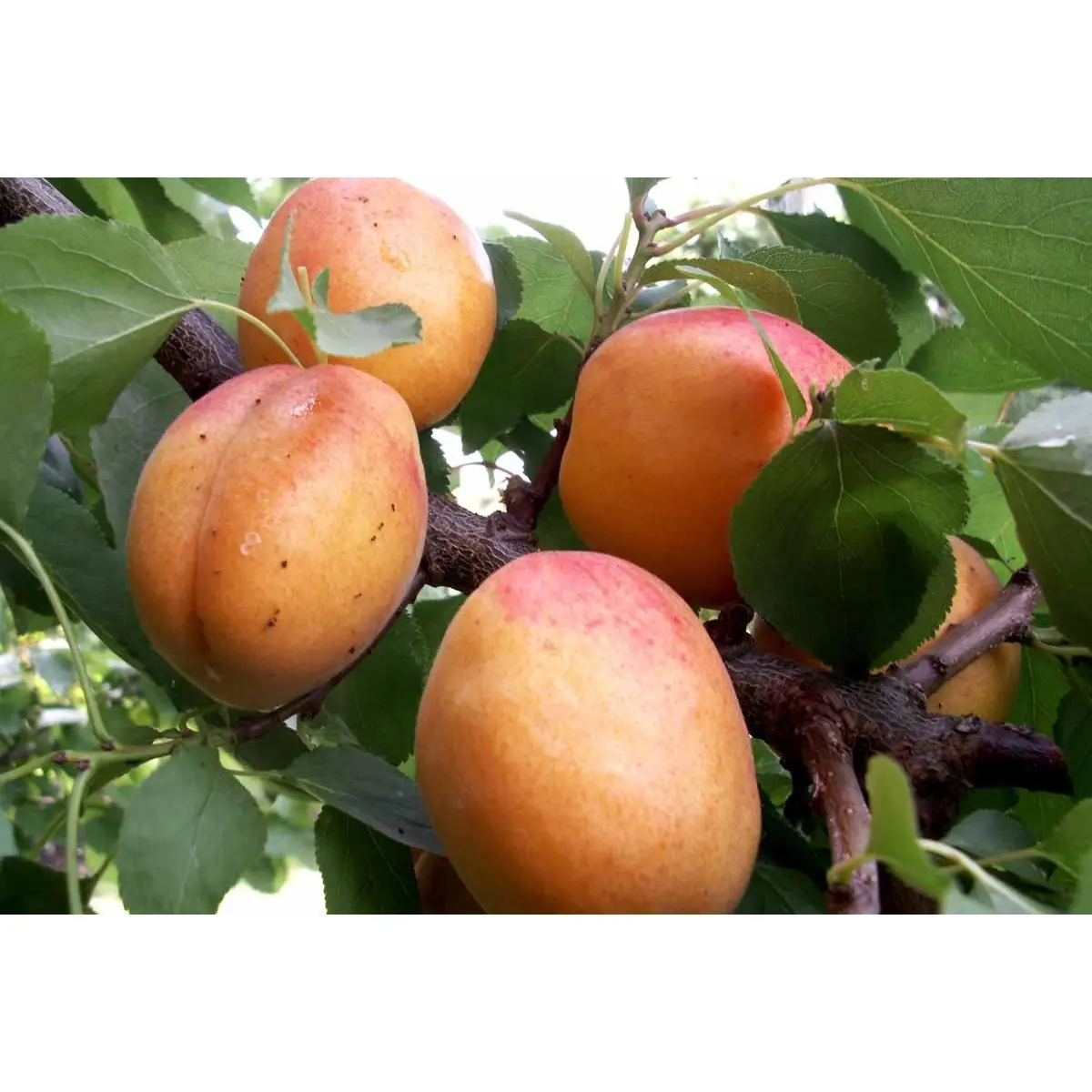 ABRIKOS &#39;NANCY&#39; - Potte, -A-Kvalitet S.J.-A højde 150/200 cm.