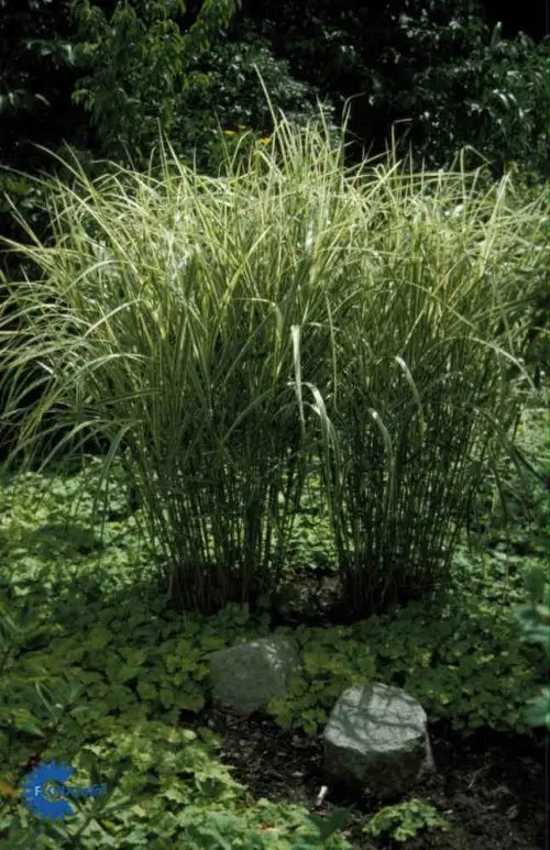 Stribet elefantgræs 'Variegatus' - Potte 3,0 liter