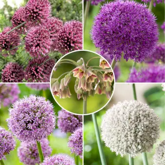 Løg mix 'Allium' - Blomsterløg, Antal pr. pakke, 80 stk.
