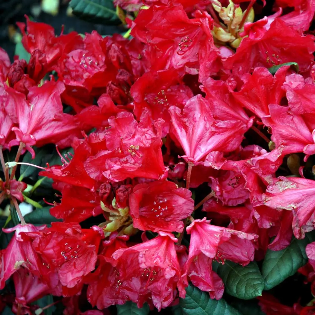 Rhododendron September Red