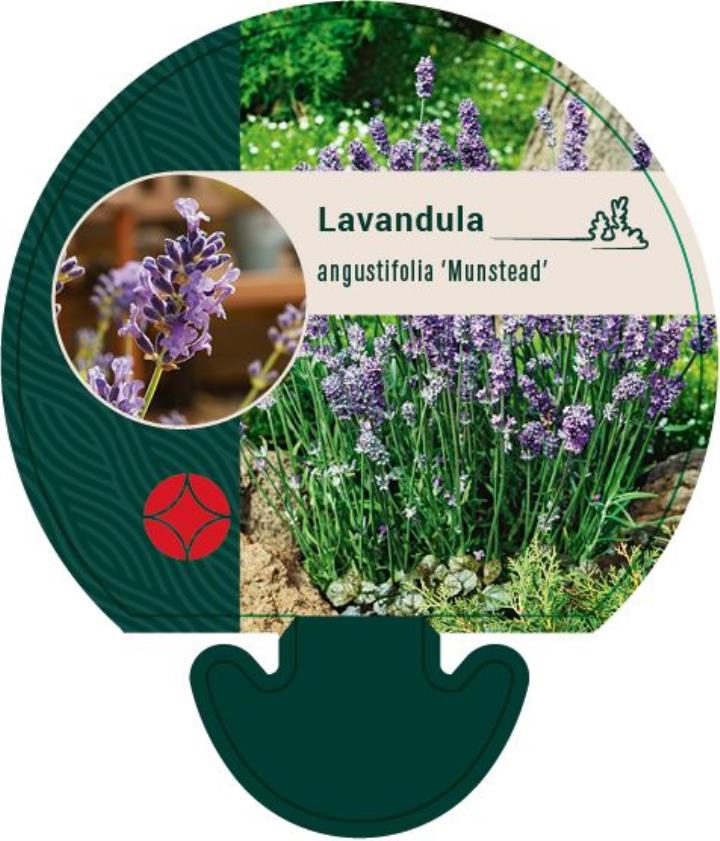 Lavendel 'Munstead' - Potte 0,8 Liter