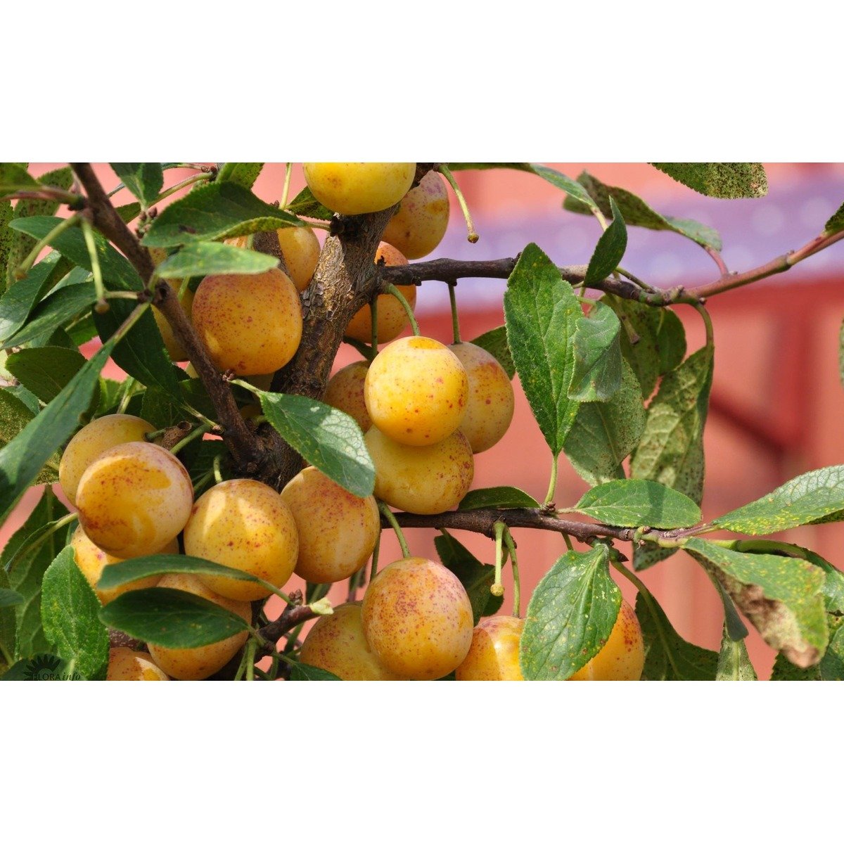 Blomme &#39;Mirabelle Von Nancy&#39; - Havefrugttræ Potte 7,5 liter 150-175 cm