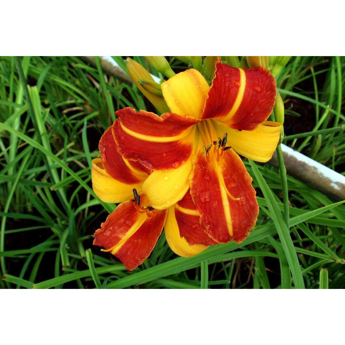 Daglilje 'Frans Hals'