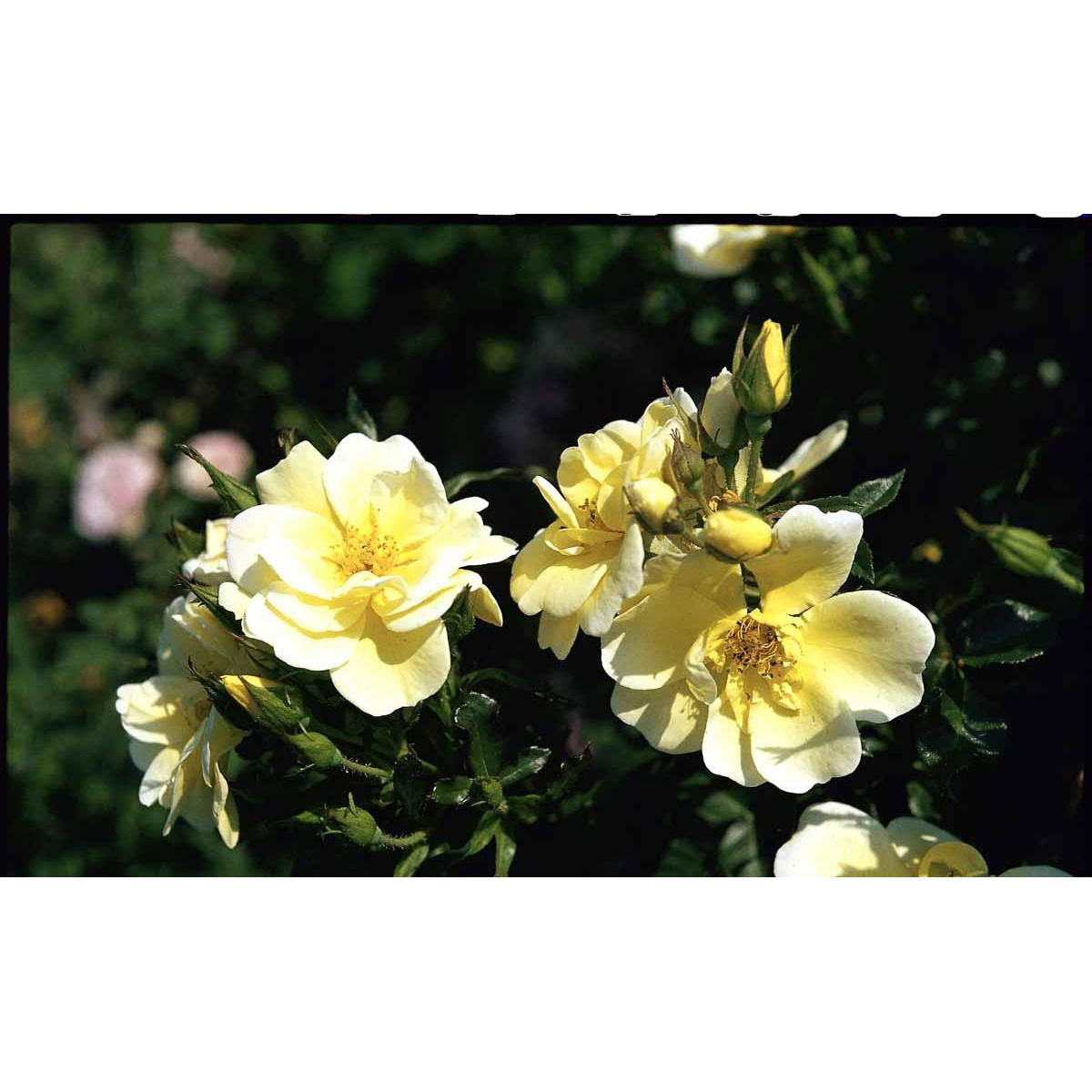 &apos;Sunburst Border&apos;®