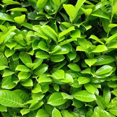 Kirsebærlaurbærhæk