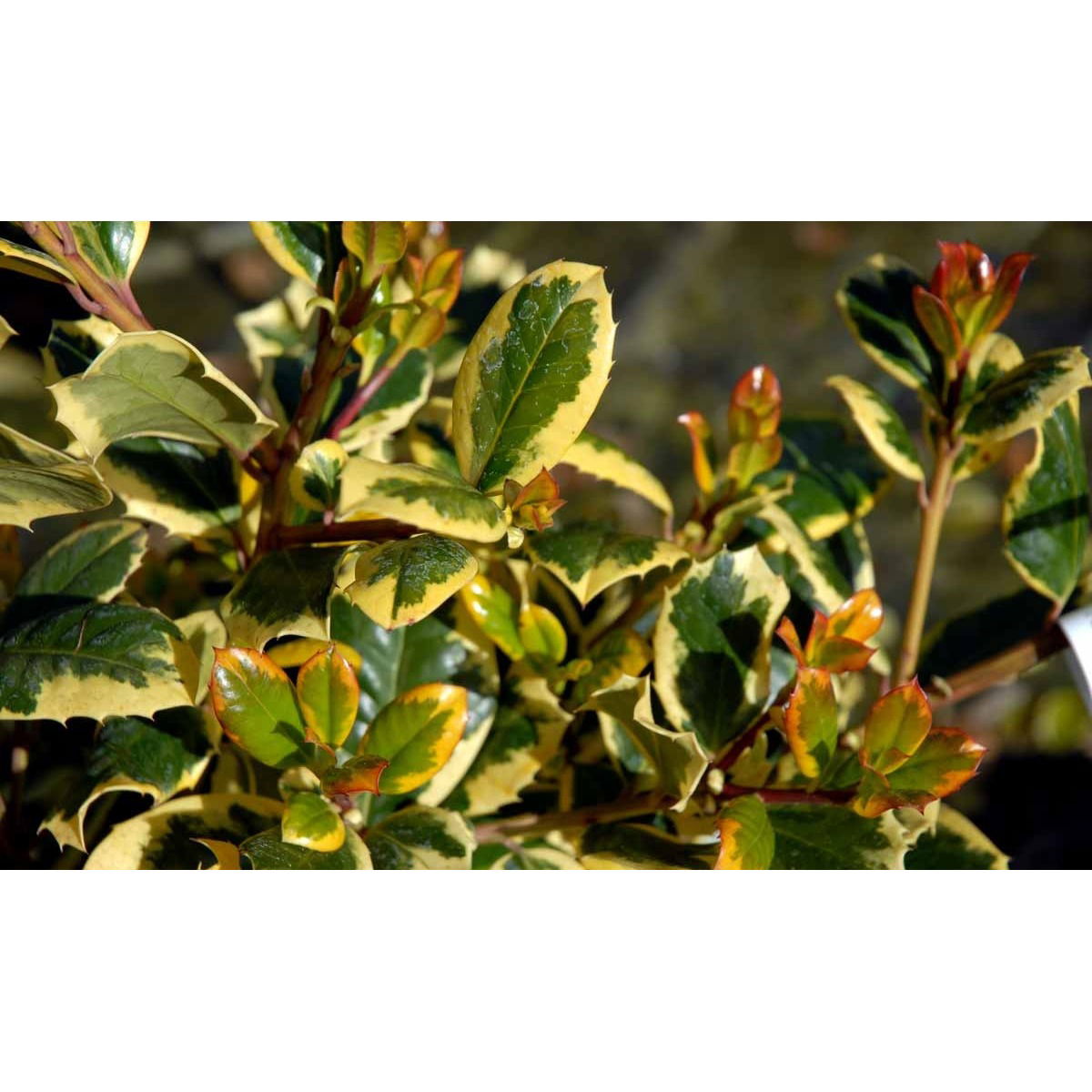 Gulbroget Kristtjørn