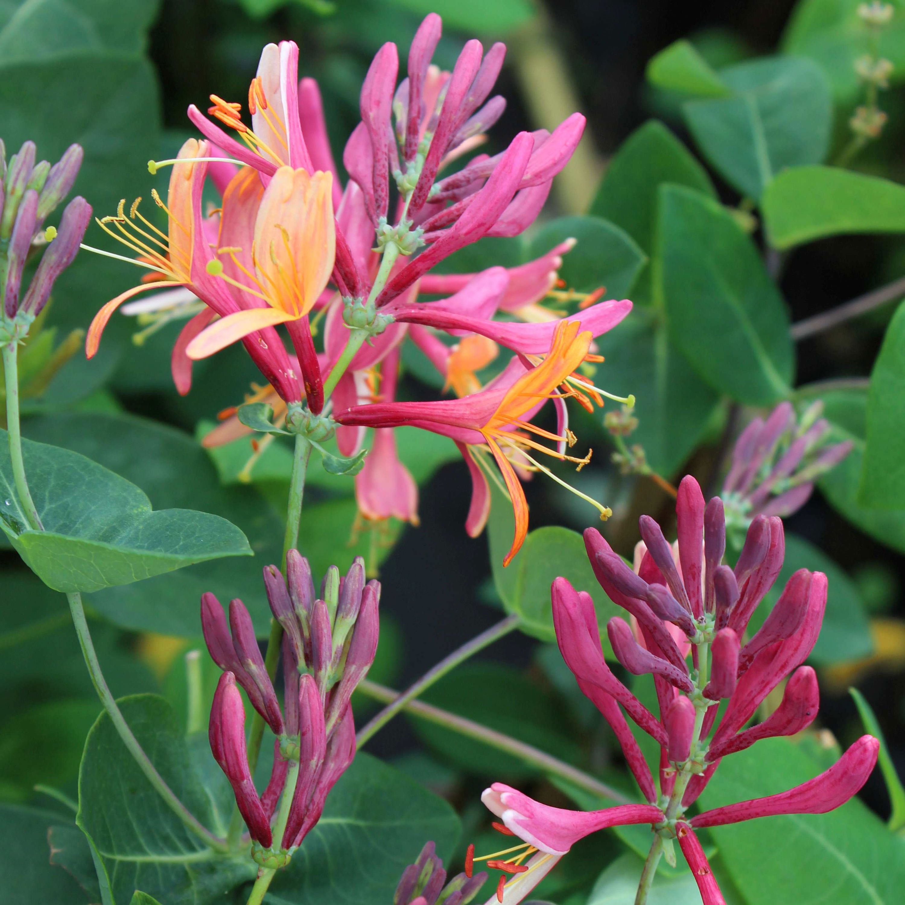 Kaprifolie American Beauty